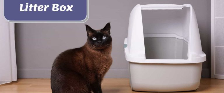 10 Best Cat Litter Boxes for Hassle-Free Cleanup