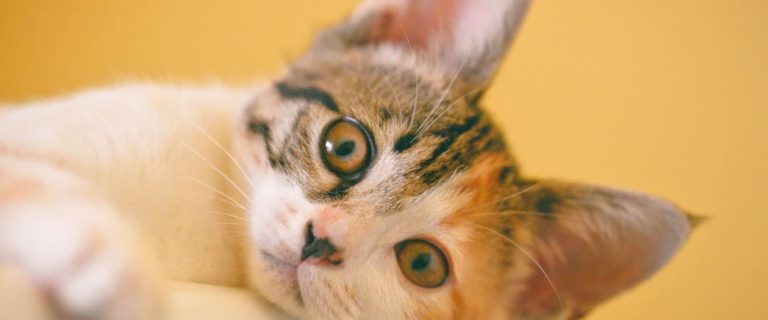 Looking for the best cat litter boxes for odor control? Check out our top five picks for all budgets! We'll even tell you the best one for an apartment!