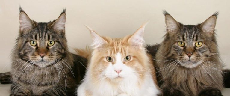 Choosing the best cat trees for large cats is a bit trickier than buying for petite kitties. Check out our guide to buying + our top 5 picks!