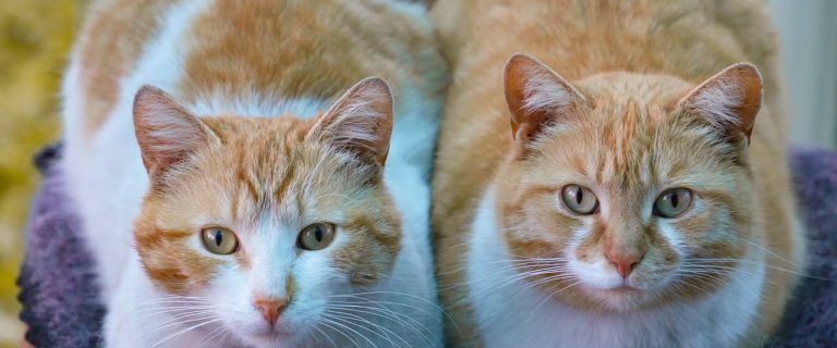 If you're wondering about the best cat trees for two cats, let me help you out! Read on to learn what features to look for in a multi-cat tree, then check out my top 10 favorites!