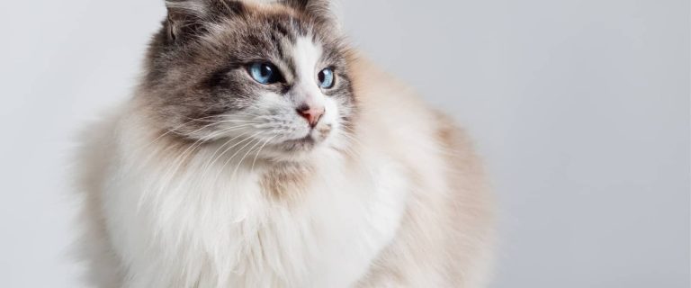 Curious about the most sought after cat breeds? These 10 kitties really capture the hearts of everyone who meets them!