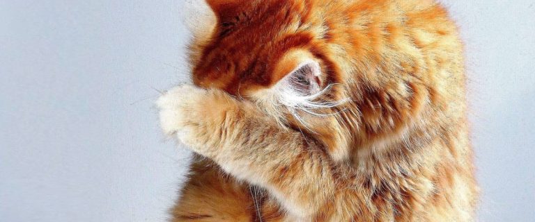 Looking for the best litter boxes with high sides to keep your cat from sprinkling when he's tinkling? Check out our top 6 picks!