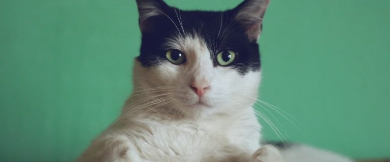 If you're on the hunt for the best pet cleaning products to manage the less pleasant side of cat ownership, we've got you covered! Check out 7 we love!