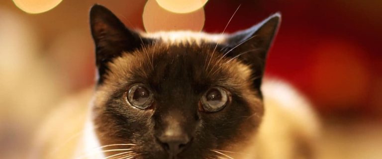 Looking for the best round litter boxes for your kitty? Take a look at five that we recommend, including budget-friendly & hidden boxes!