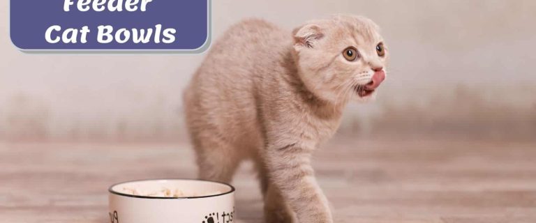 cat eating in his best slow feeder bowls