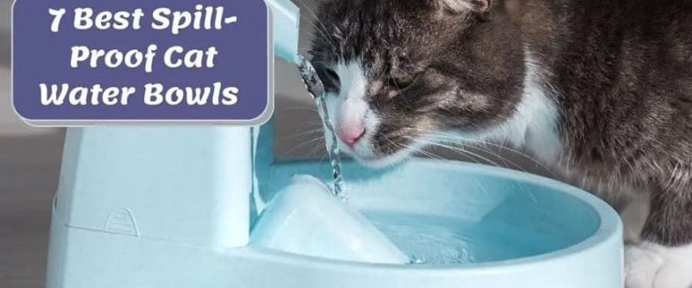 7 Best Spill-Proof Cat Water Bowls for Your Feline