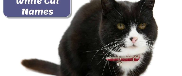 handsome tuxedo cat beside "black and white cat names" text