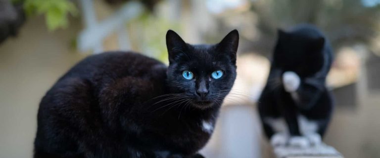 Are there any black cat breeds with blue eyes? Read on to find out the answer, plus check out other epic eye colors for ebony kitties.