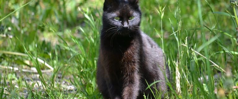 Why Is My Black Cat Turning Brown? 7 Possible Reasons