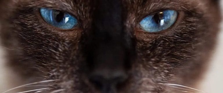 100 Beautiful Blue Eyed Cat Names