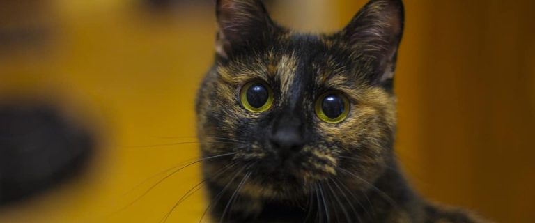 If you're searching for the best male and female names for bobtail cats, we've got you covered! Check out 70 darling ideas!