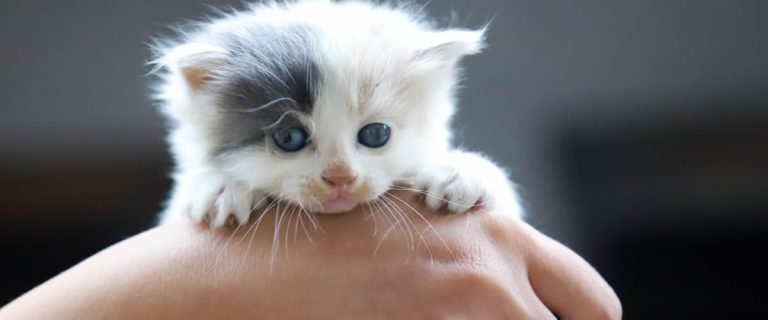 Breeding cats is more than putting two cats together. When breeding cats, it's important to understand the process and timetable, so you know what to expect