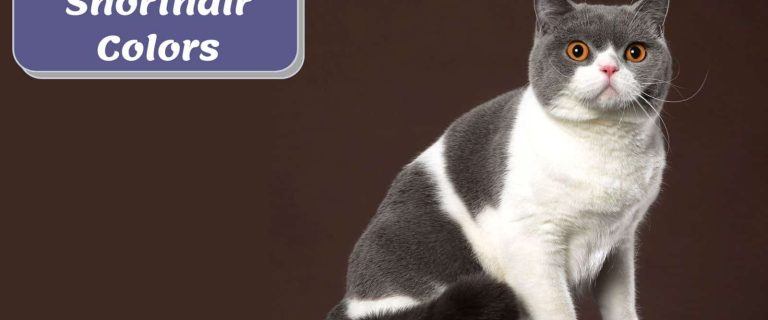 tuxedo british shorthair