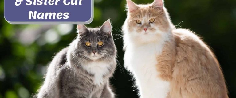 brother and sister cat with cat duo names