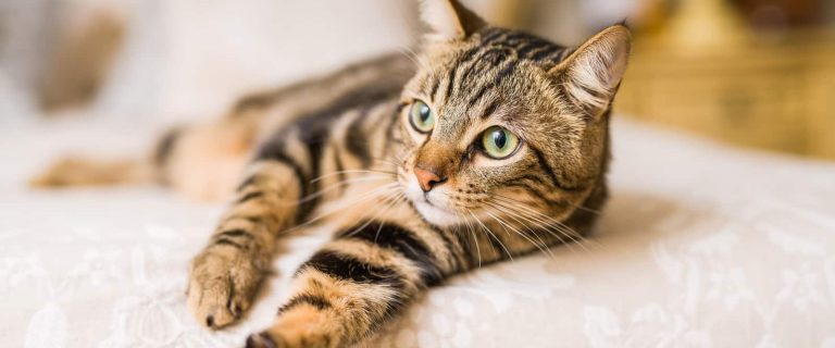 Looking for some great brown cat names for your gorgeous mocha-colored kitty? Check out 100 that we love for males and females!