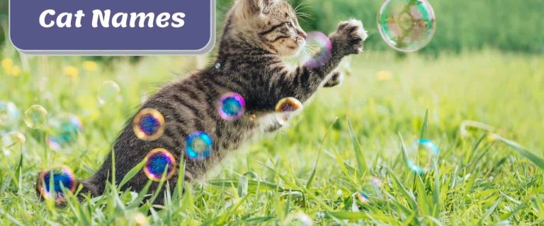 cat playing some bubbles beside bubbles cat names poster