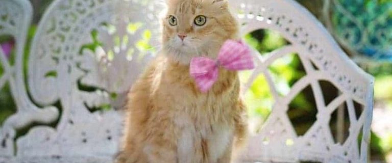 100 Buff-Colored Cat Names: Celebrate Your Cat's Unique Coat