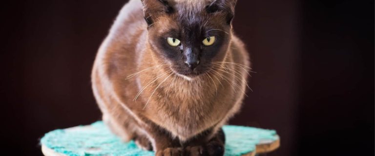 Black Burmese cat in Burmese Cat Village at Inle Lake, Myanmar