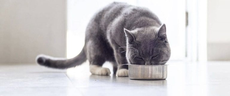 Can Cats Eat Artichokes? Things You Need to Know