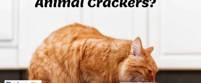 a large orange cat eating plain crackers on a white bowl