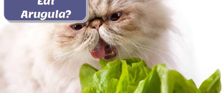 persian cat chomping lettuce with text can cats eat arugula
