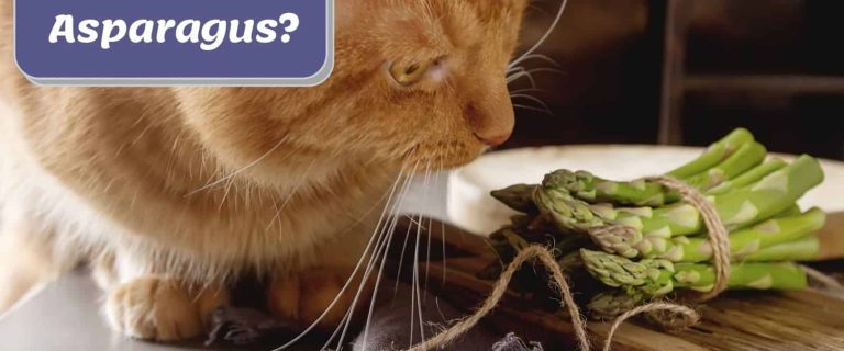 cat with asparagus and text, can cats eat asparagus