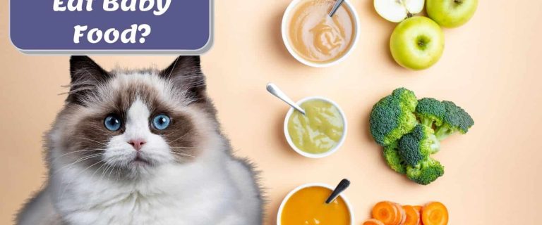 ragdoll cat with different baby foods: can cats eat baby food?