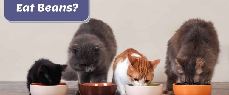 Can Cats Eat Beans? Know the Facts and Risks