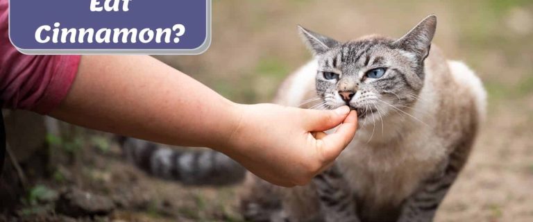 hand giving cinnamon to her cat but can cats eat cinnamon?