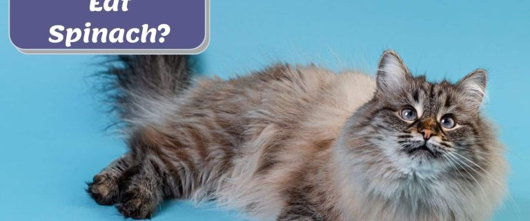 furry Maine coon cat