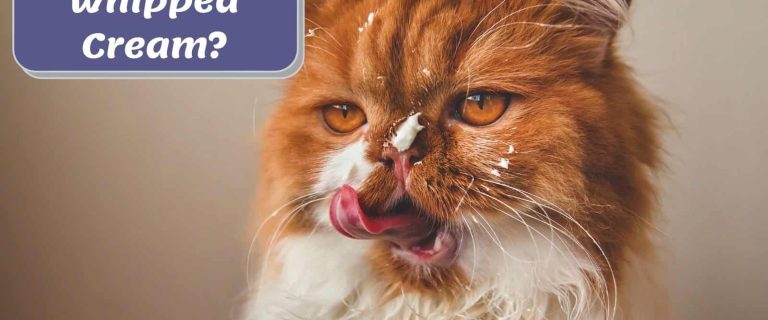 cat licking a cream but can cats eat whipped cream?
