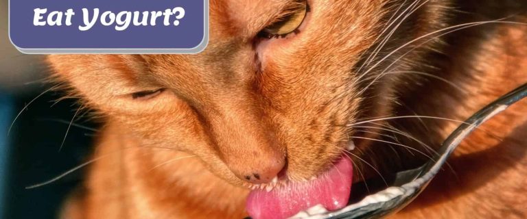 cat tasting a yogurt on a spoon but can cats eat yogurt safely?