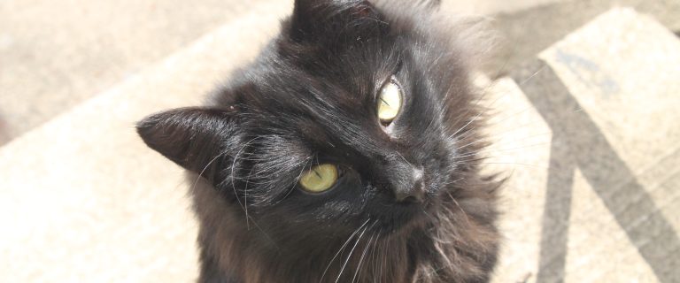 cat superstitions black cat
