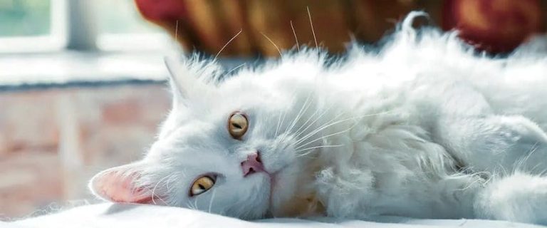Can Cats Get Colds? Feline Cold Symptoms & Treatment