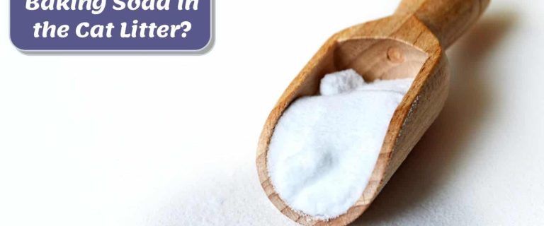 spoon with baking soda beside can you put baking soda in cat litter poster
