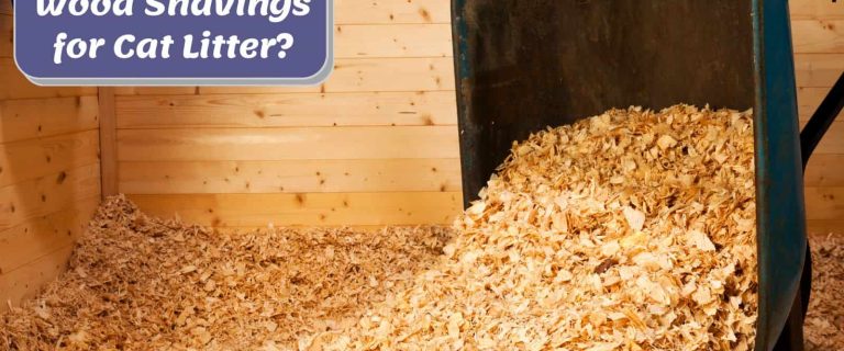 wood shavings in a barn: can you use wood shavings for cat litter?
