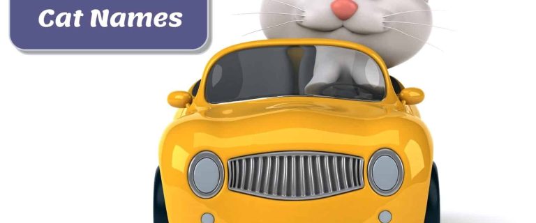 cartoon cat riding a yellow car beside cartoon cat names poster