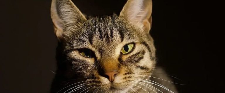 Cats That Act Like Dogs: 8 Dog Like Cat Breeds