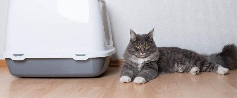 Can I Flush Cat Poop From The Litter Box?