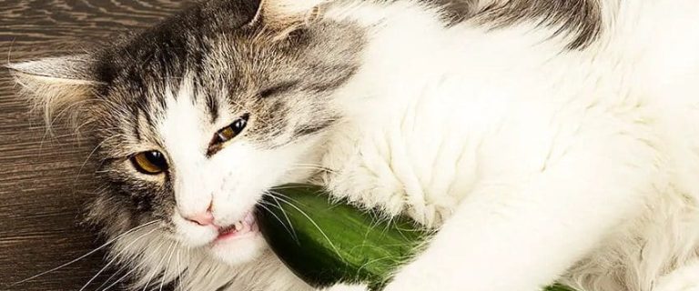 Why Are Cats Afraid of Cucumbers? Discovering the Truth