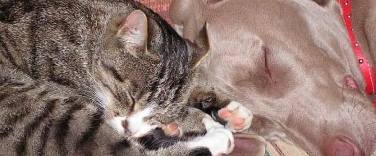 10 Reasons Why Cats Are Better Than Dogs