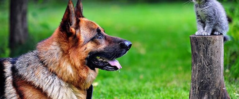 The 20 Worst Dog Breeds For Cats You Should Know About