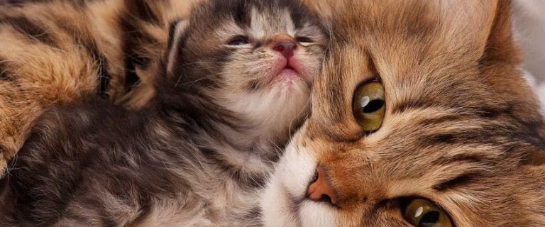 5 Unique Tips on How to Get Outdoor Cats to Get Along with Kittens 