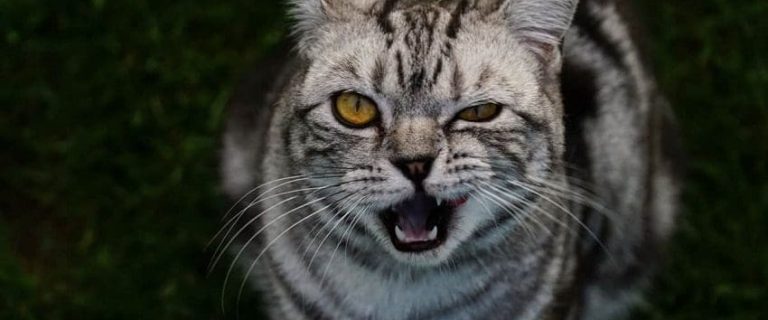 Can You Change a Cats Name? Would They Recognize A New One?