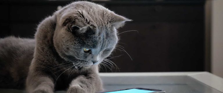 Looking for the best cat breed identifier apps to help you solve your kitty's greatest mystery? Check out our favorites with complete reviews!