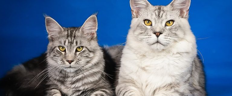 Top 7 Best Cat Breeds for Introverts