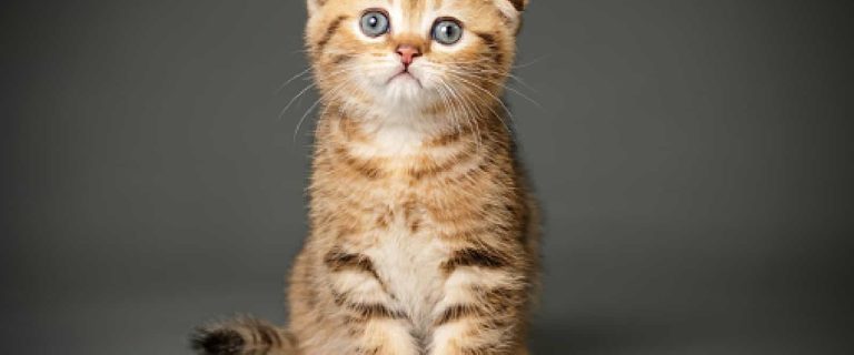 Are you looking for cute cat breeds with short ears to brighten your day? Then you'll love these 7 adorable kitties! Check them out!