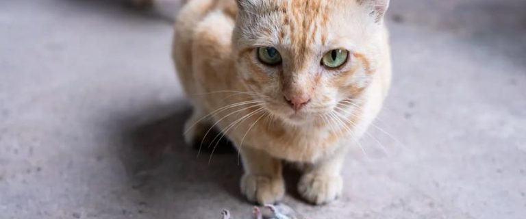 Why Do Cats Bring You Dead Animals? 7 Most Common Reasons