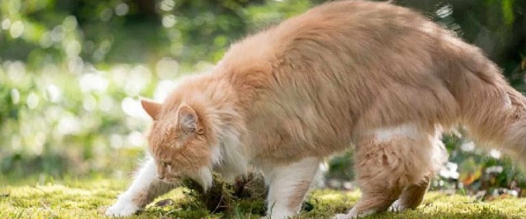 Why Do Cats Try to Bury Their Food? Things You Need to Know