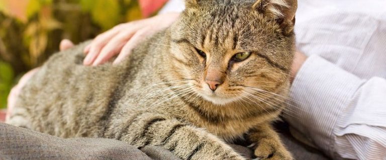 How to Take Care of a Cat: The Ultimate Beginner's Guide